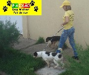 Hospedagem Canina e Pet Sitter em Fortaleza