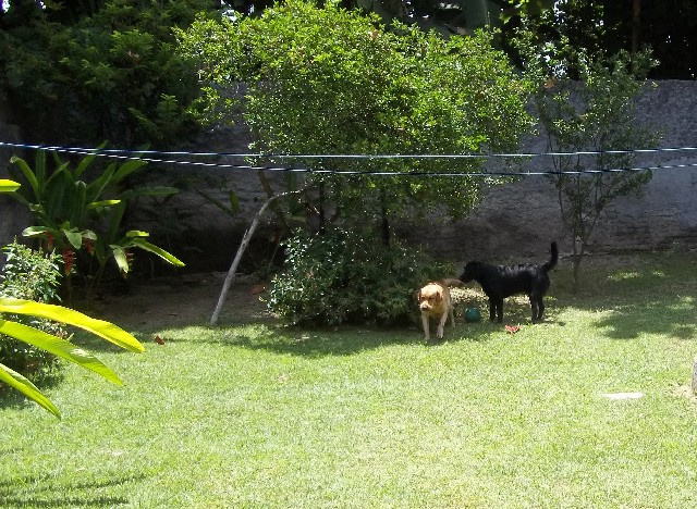 Foto 1 - Hospedagem Canina e Pet Sitter em Fortaleza